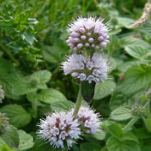 Mentha