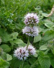 Mentha