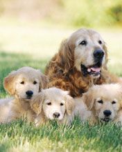 Retriver