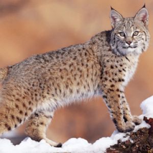 Watchful Bobcat - Uinta National Forest - Utah