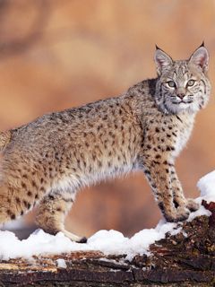 Watchful Bobcat - Uinta National Forest - Utah
