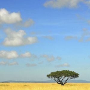 Savana