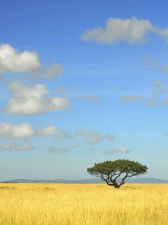 Savana
