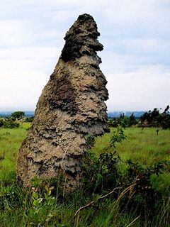 Guyana - Anthill