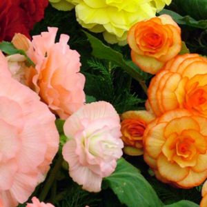 Begonia