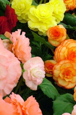 Begonia