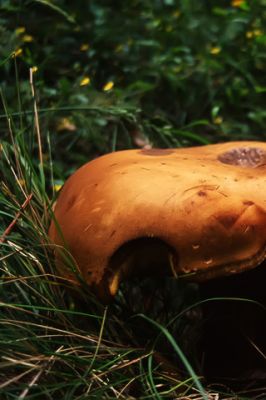 Mushroom 