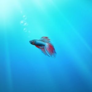 Rybka - Betta Splendens