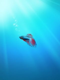 Rybka - Betta Splendens
