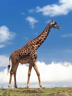 Giraffe