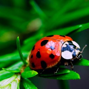 Ladybug