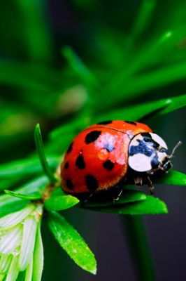 Ladybug