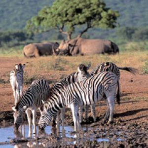 South Africa - Zebra