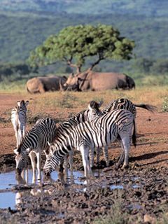 South Africa - Zebra