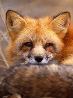 Fox