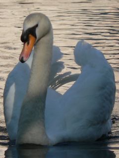 Swan