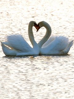 Swan
