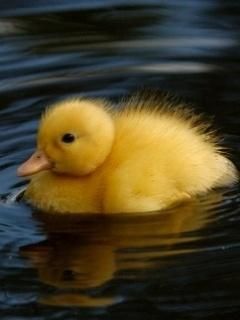 Duck