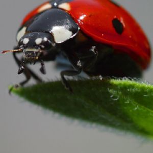 Ladybug