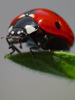 Ladybug