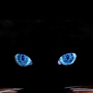 Black Cat Blue Eyes