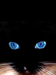 Black Cat Blue Eyes