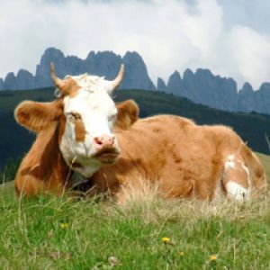 Cow