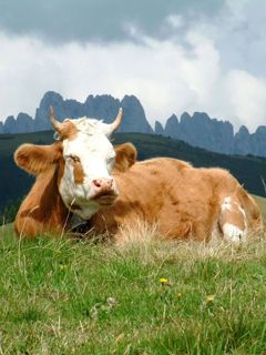 Cow