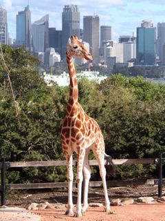 Sydney Taronga Zoo - Giraffe