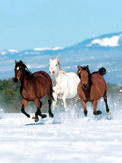 Horse