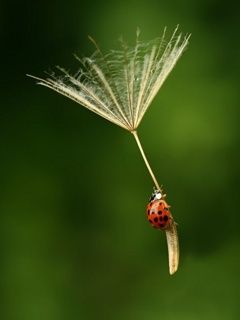 Lady Bug