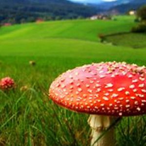 Amanita Muscaria or fly Agaric in Siberia