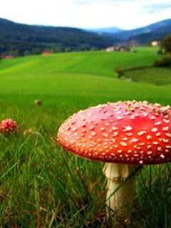 Amanita Muscaria or fly Agaric in Siberia