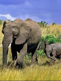 Elephant