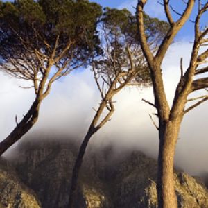 Cape Town - Trees 