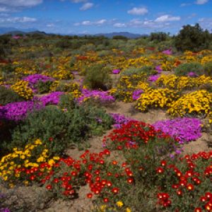 Colorful Blooms - South Africa