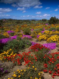 Colorful Blooms - South Africa