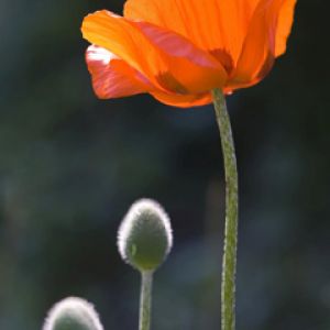 Papaver