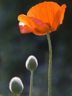 Živá oranžová maková kvetina