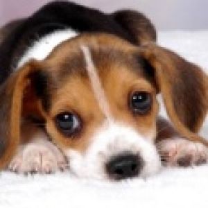 Beagle Puppy