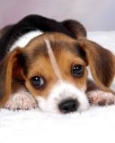 Beagle Puppy