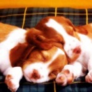 Puppies