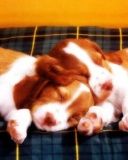 Puppies