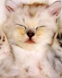 Sleeping Kitty