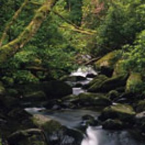 Owengarriff - Killarne