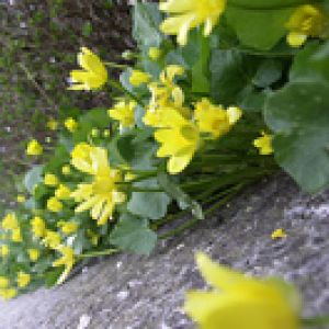 La Primavera