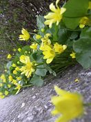 La Primavera
