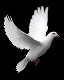 Dove