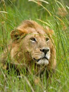 African Lion