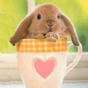 Rabbit in Cup